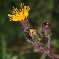 Gynura lycopersicifolia DC.